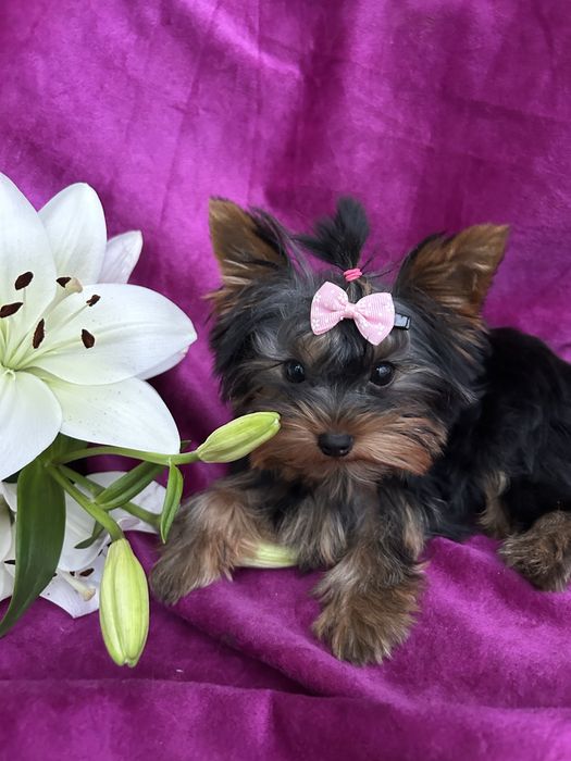 Yorkshire Terrier z rodowodem FCI sunia