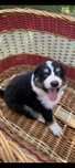 Border collie pies