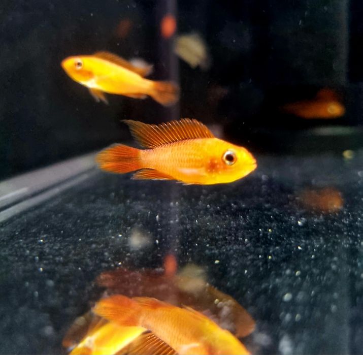 Apistogramma agassizii super fire red (pielęgniczka)