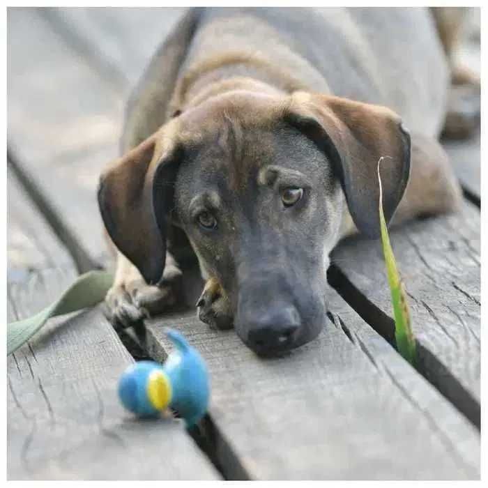 Отдам щенка в хорошие руки