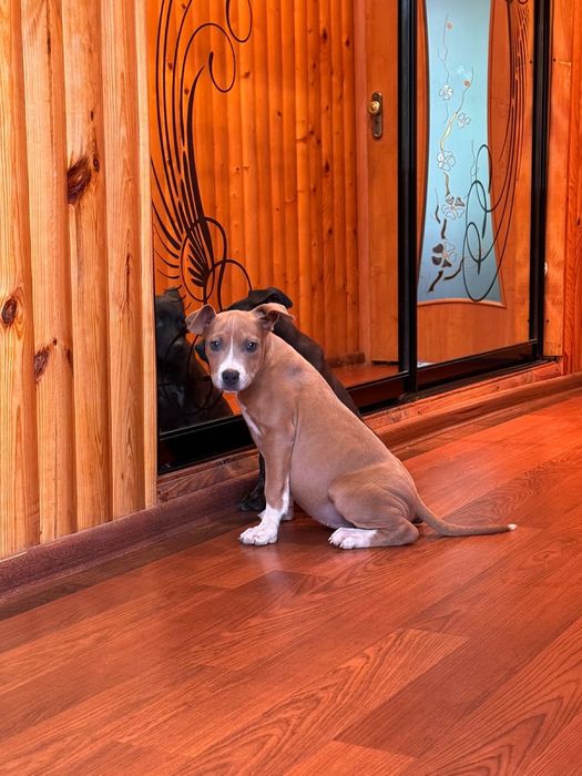 Шикарні дітки АСТ амстаф