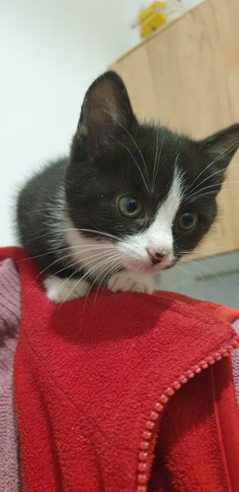 Віддам котиків в добрі руки