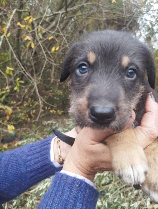 Mel para adoção muito responsável