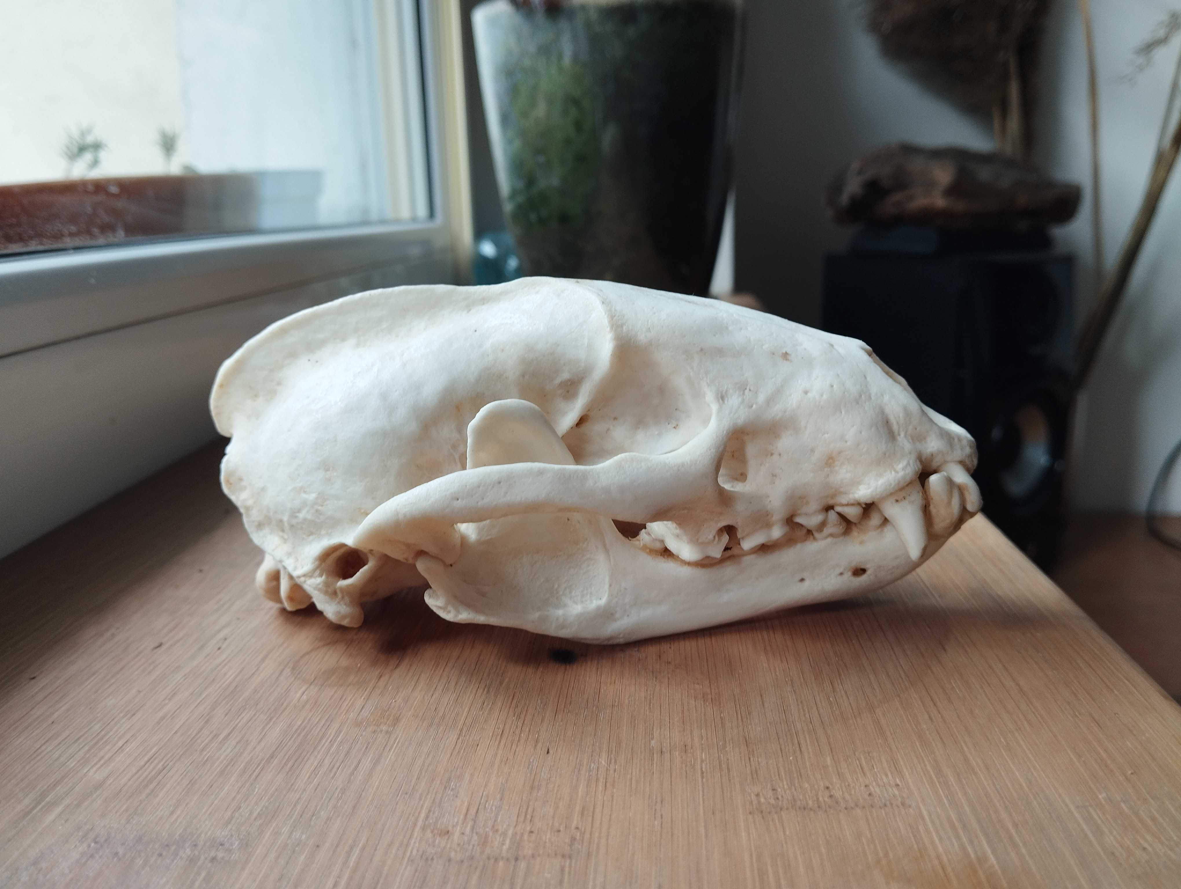Naturalna czaszka borsuka