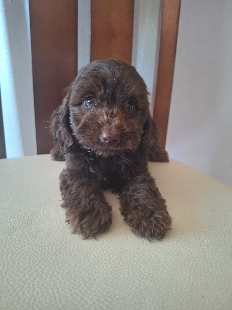 Cocapoo-pude/spaniel