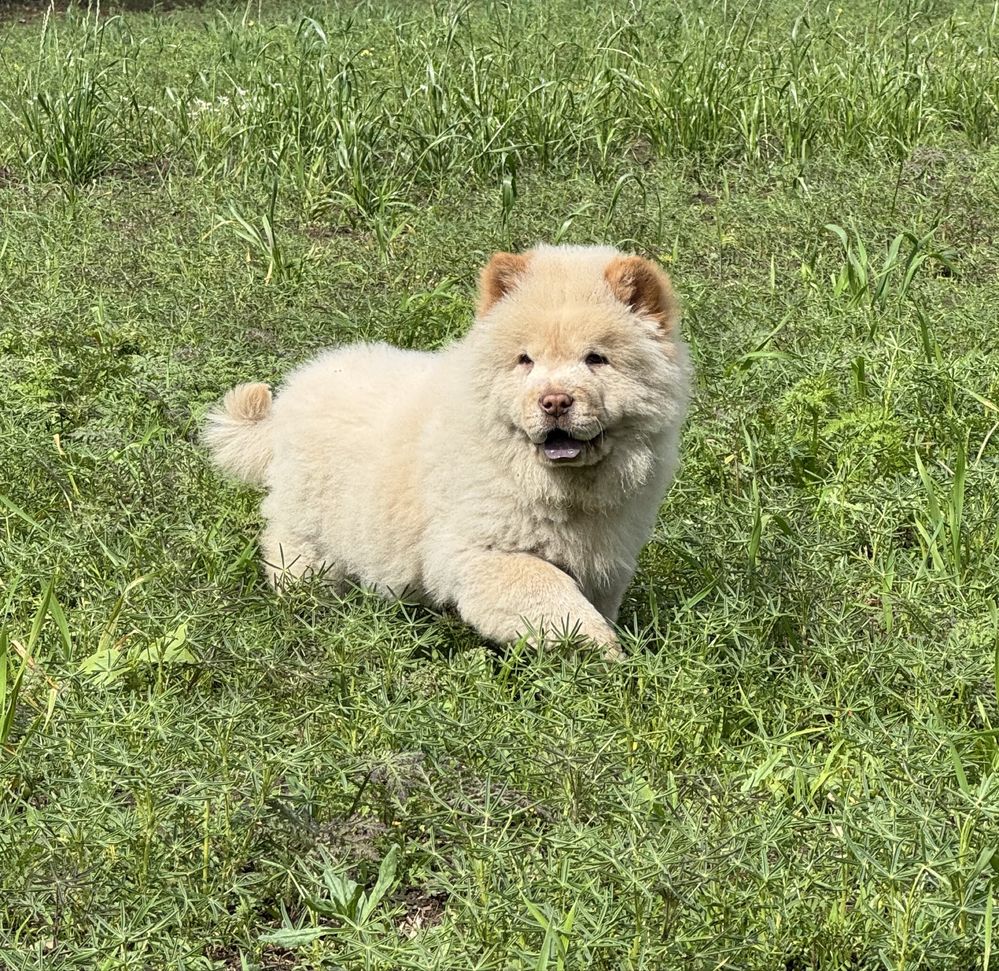 Chow Chow - piesek ARES