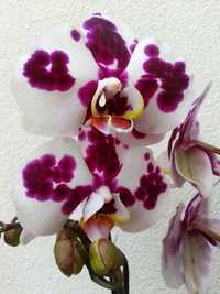 Orquídeas de INTERIOR