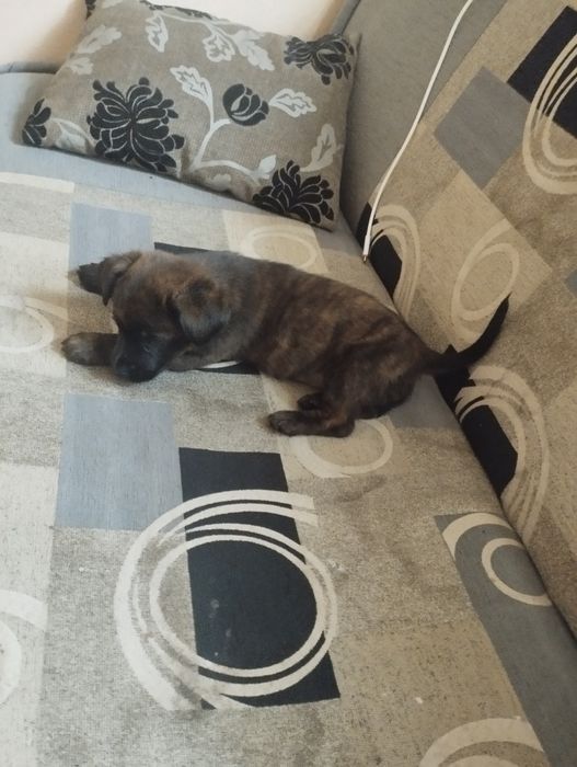 Oddam w dobre ręce pieska