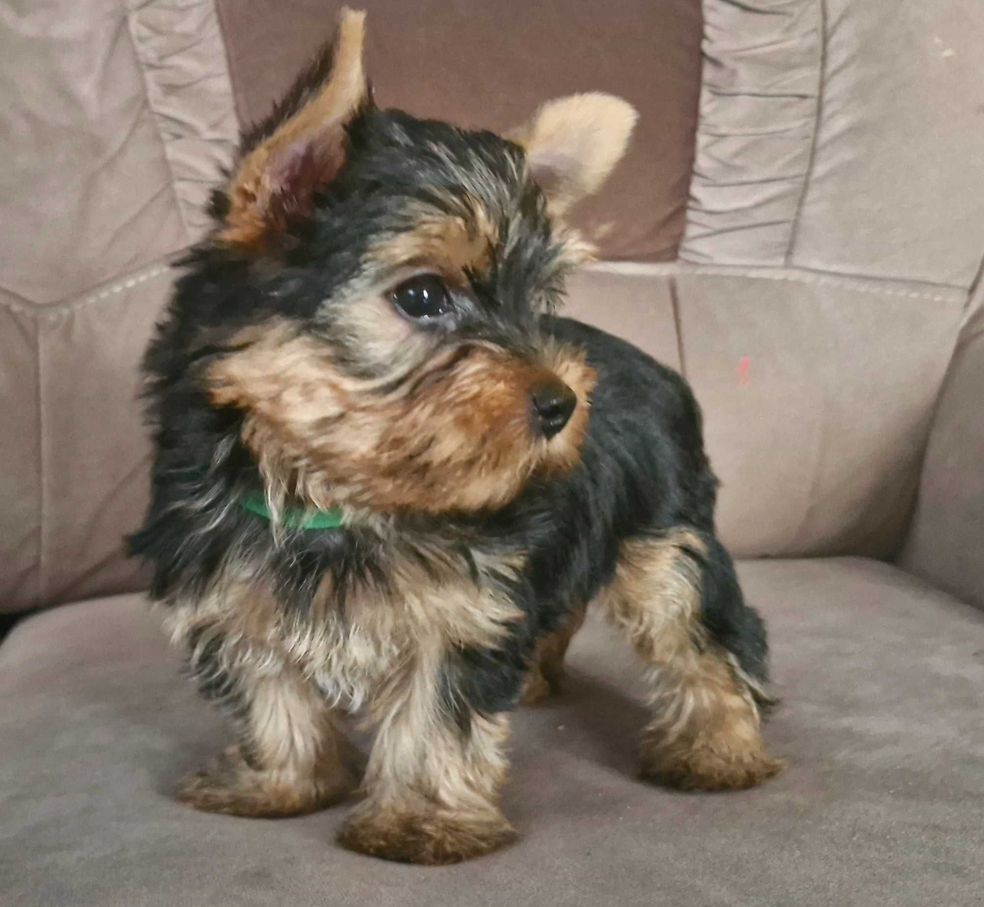 York pies Yorkshire Terrier stalowo złoty Reksio Zarezerwowany
