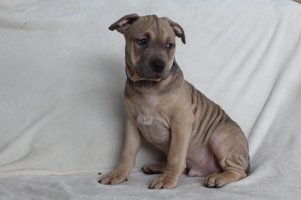 Amstaf Amstaff Amstaffy American Staffordshire Terier