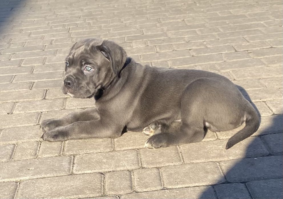 Кане Корсо щенки