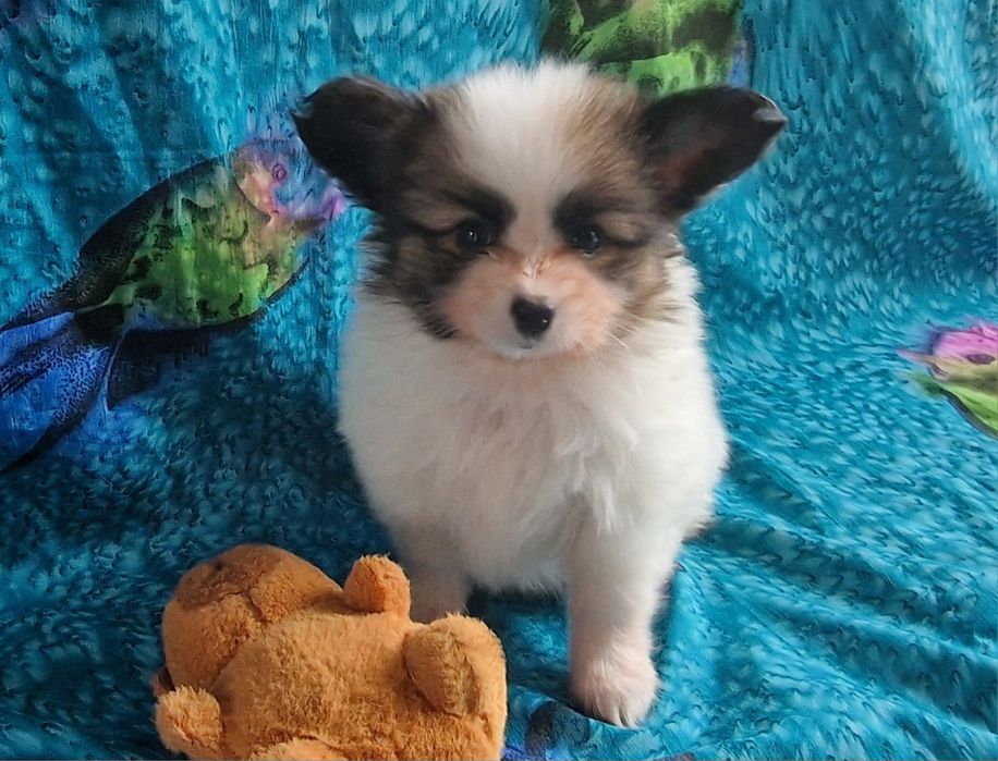 Suczka   spaniel kontynentalny miniaturowy papillon.