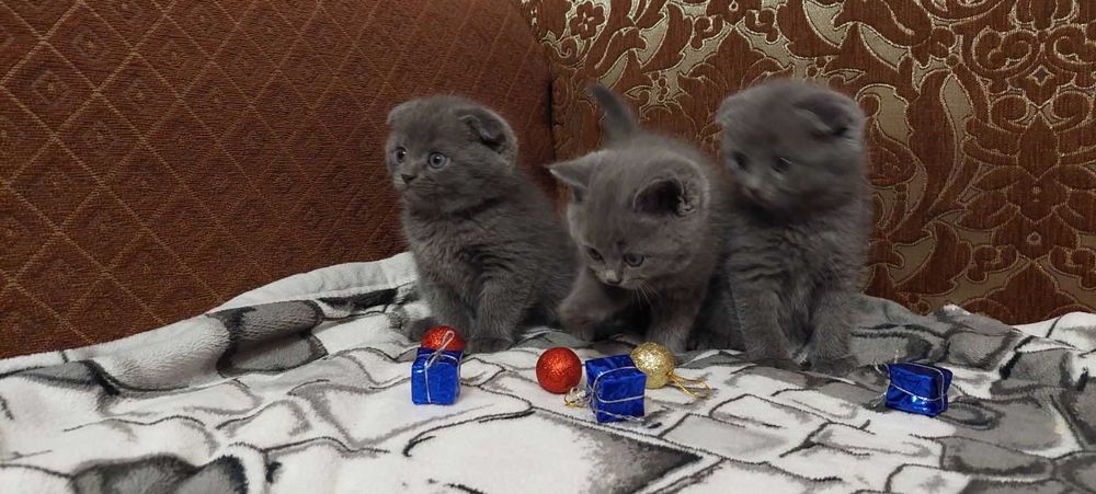 Шотландські кошенята