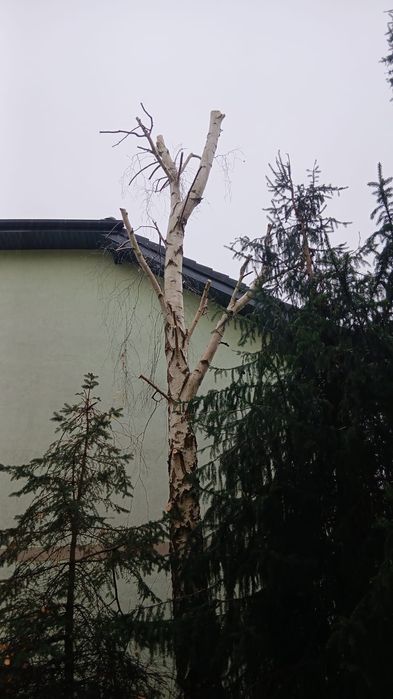 Wycinka drzew koszenie trawy