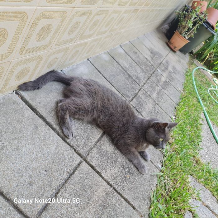 Bonie gatinha 1,2 anos