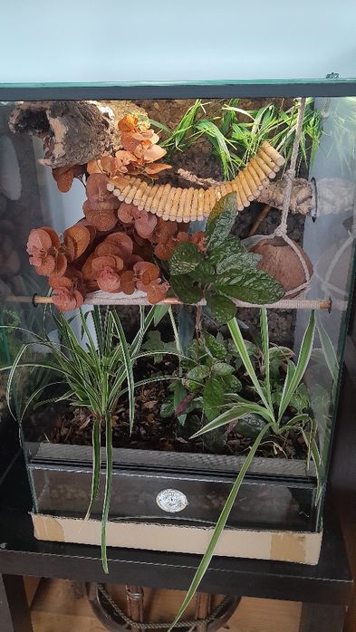 Terrarium 40x40x60 okazja gekon orzęsiony pełne wyposażenie