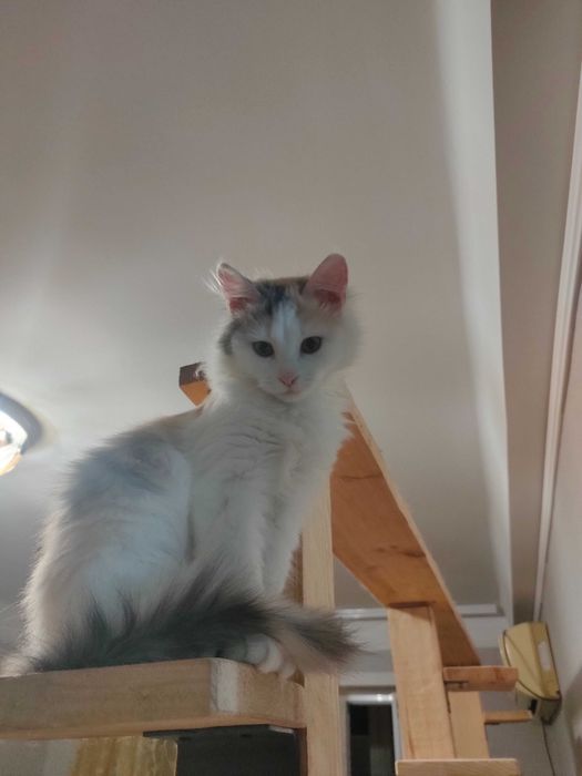 Чудесные котята девочки возраст около 4 месяцев ищут дом!