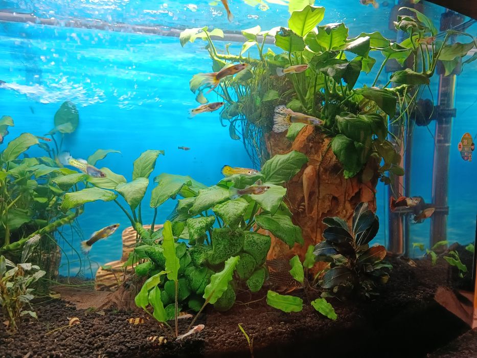 Piękne gupiki sprzedaż