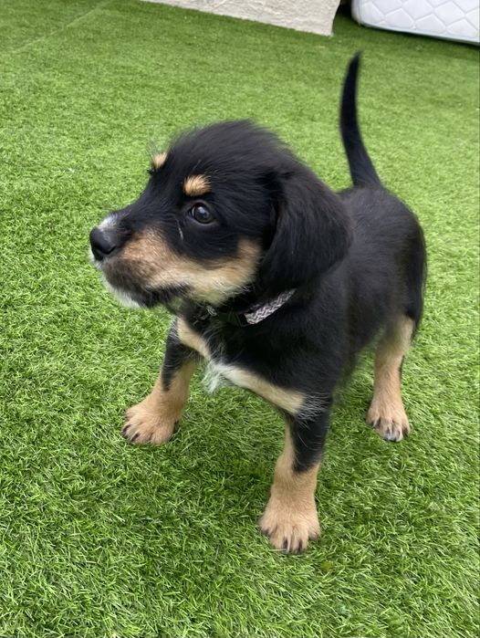 Cachorrinho para adoção gratuita