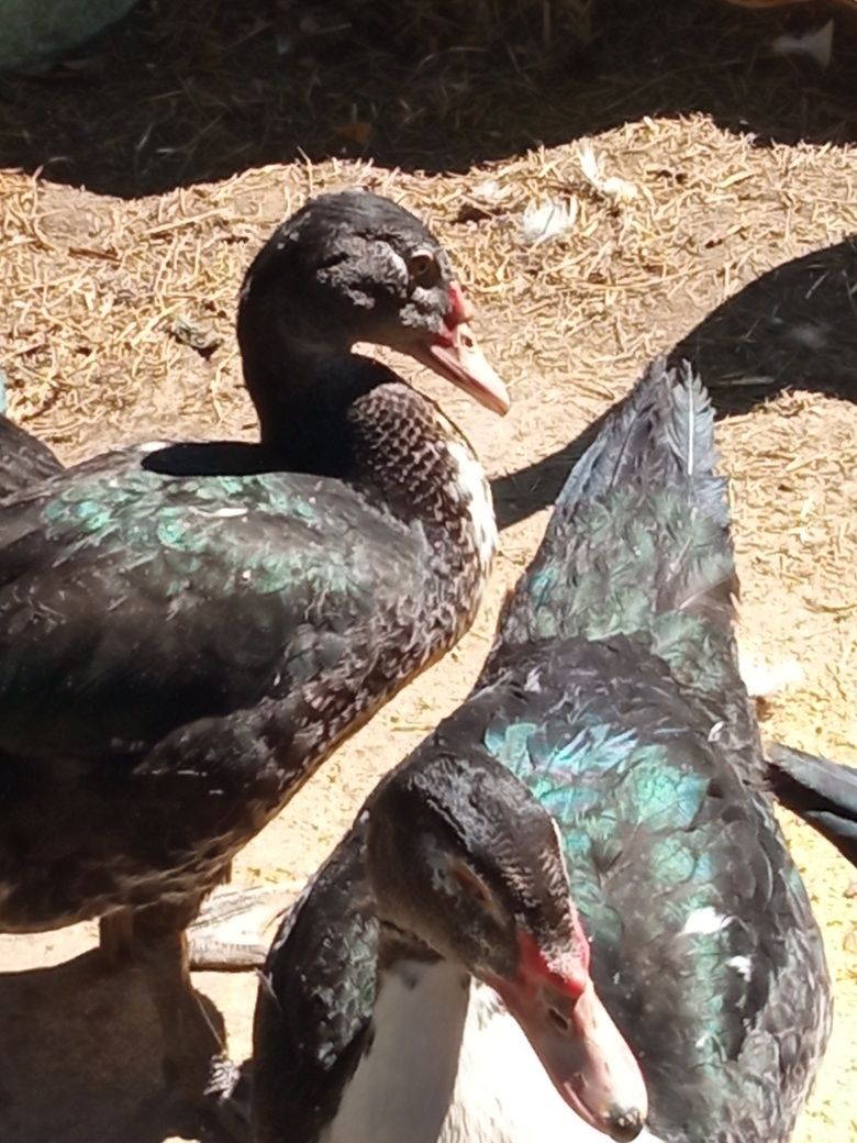 Patos mudos adultos