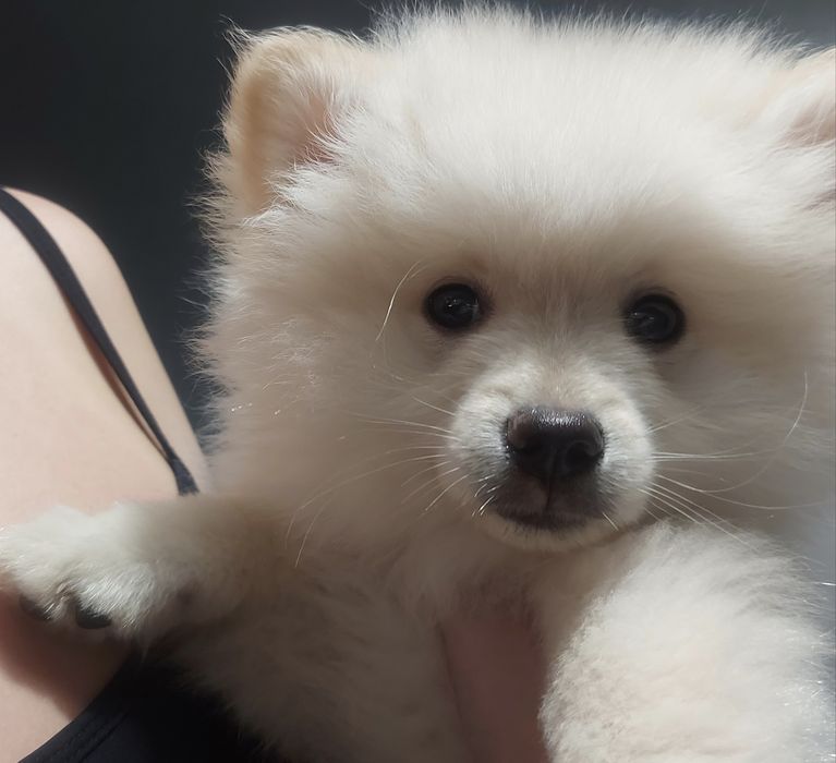 Шпіц віддаємо один рік