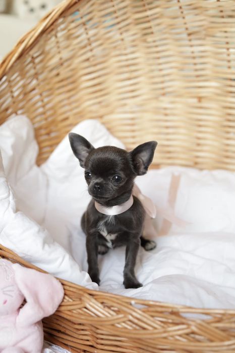 Niebieska sunia chihuahua  XS fci