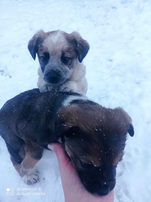 Oddam szczeniaki za darmo