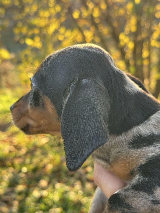 Jamnik króliczy/ miniatura suczka