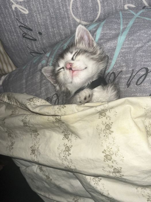 Отдаю кошечку, подкинули. Примерно 2.5 месяцев