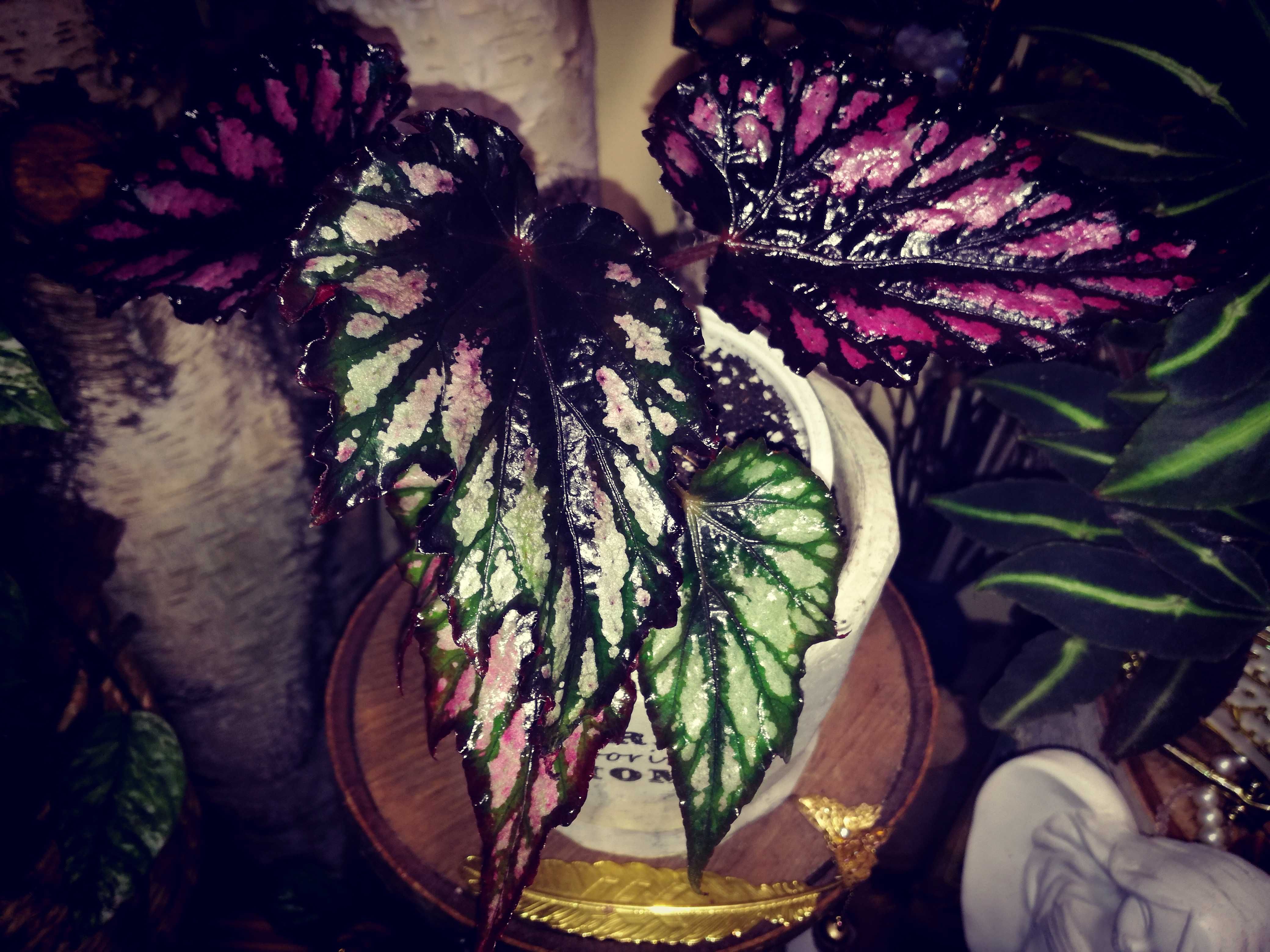 Begonia sp. NOID pink violet black gwiezdna UFO monstera philodendron