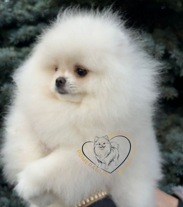 Pomeranian szpic miniaturowy