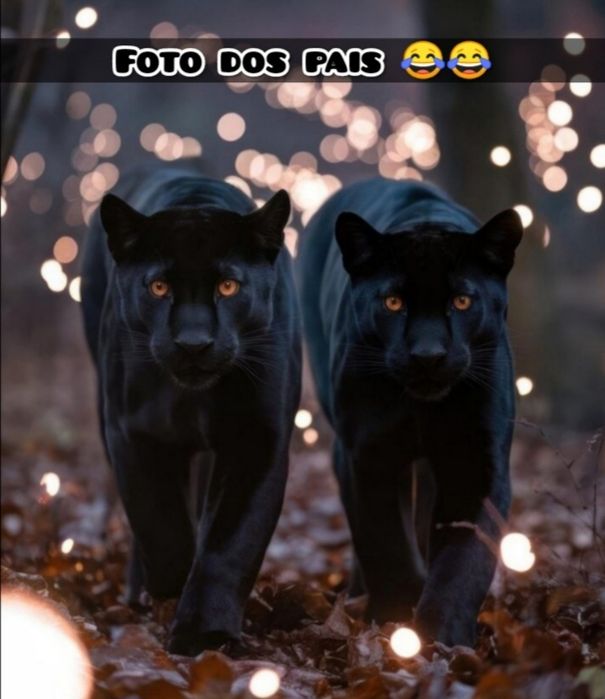 Gatinhos para adopção