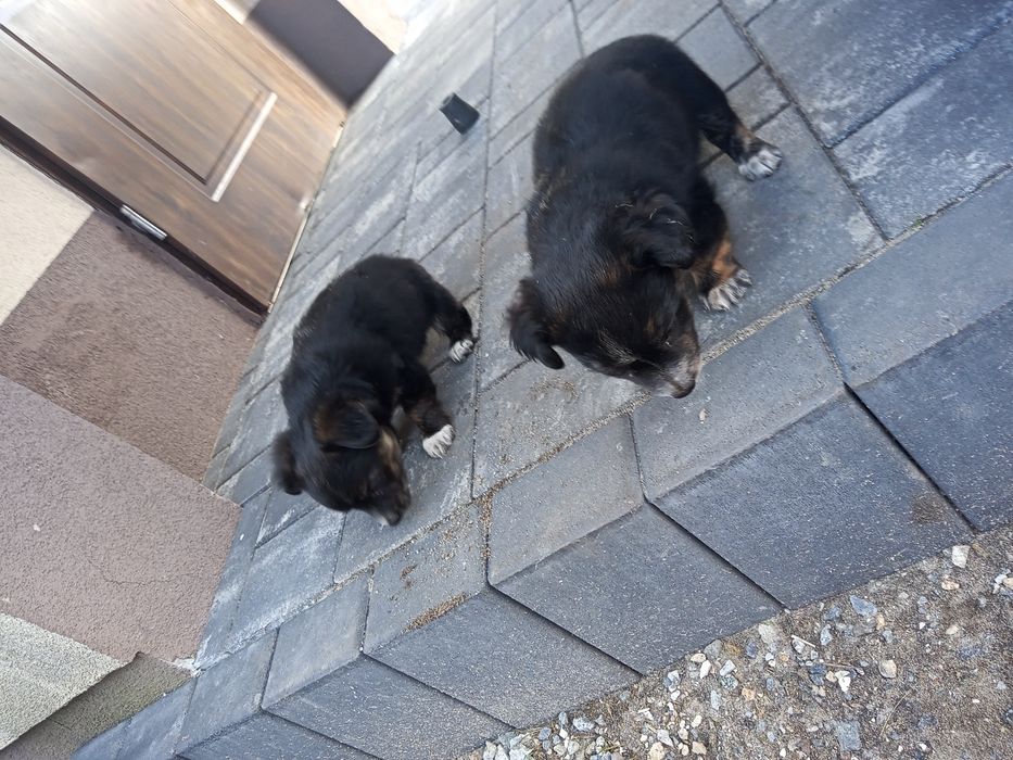 Oddam pieski za darmo