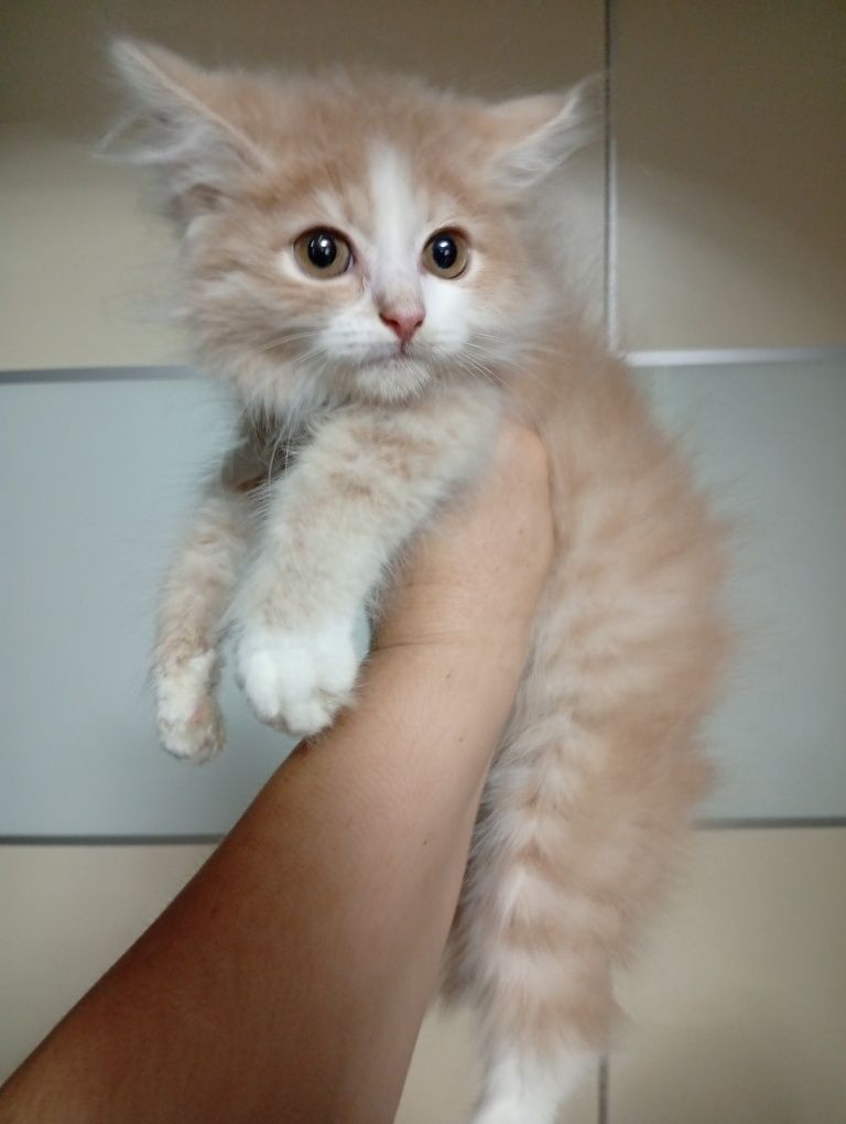 Котята Сибирские