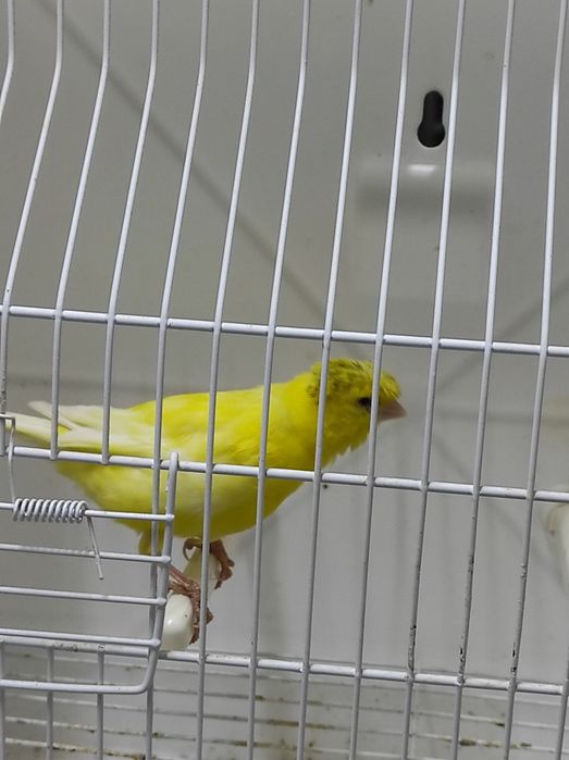 Canários Poupa Alemão