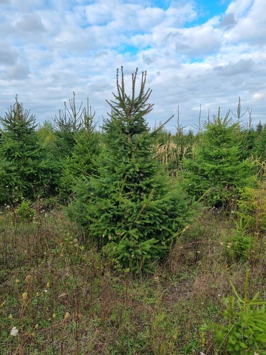 Choinki świerk zwykły , srebrny