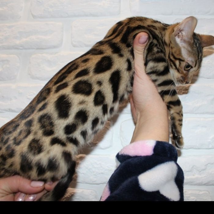 Бенгальская/// девочка