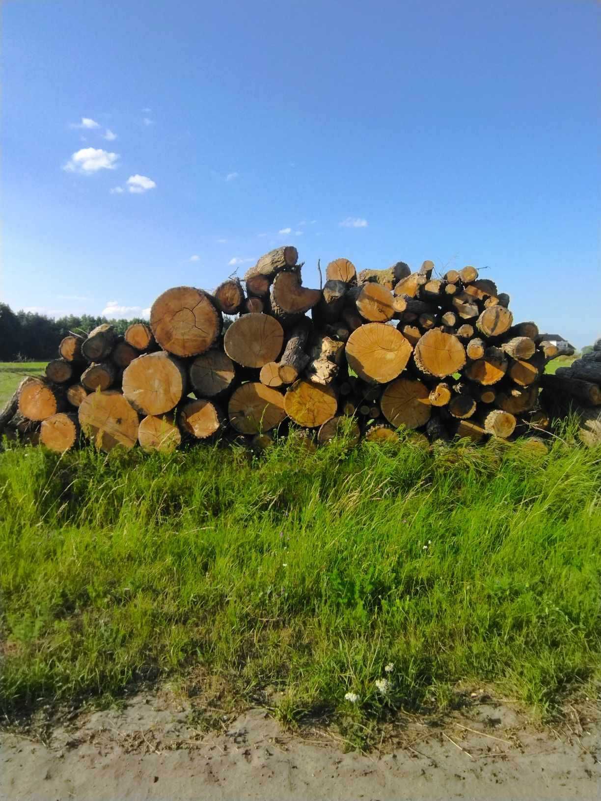 Drewno liściaste cięte, zrzyny tarczane Dąb Buk Jesion