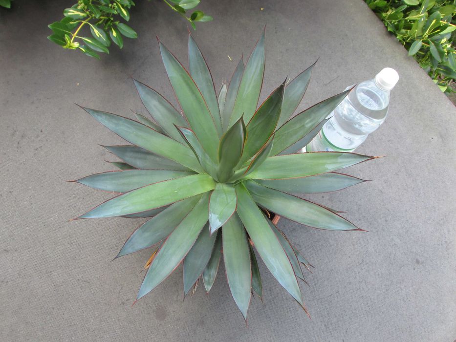 Prześliczna dorosła agawa z czerwonymi brzegami - agave Blue Glow