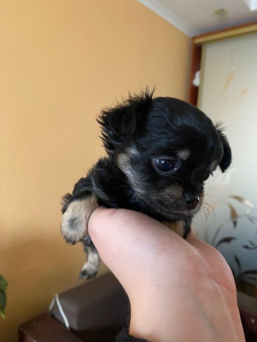 Щенки цуценята  чихуахуа девочки