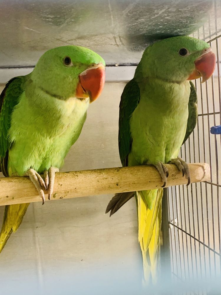 Александрийские кольчатые ожереловые попугайчики выкормыши  2 месяца