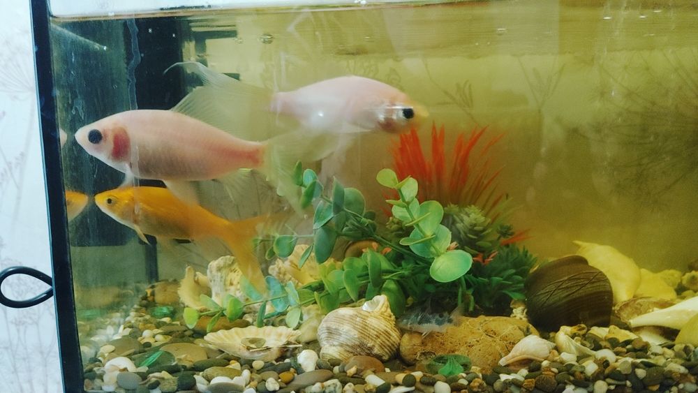 Продам аквариум с рыбками Бывшего
