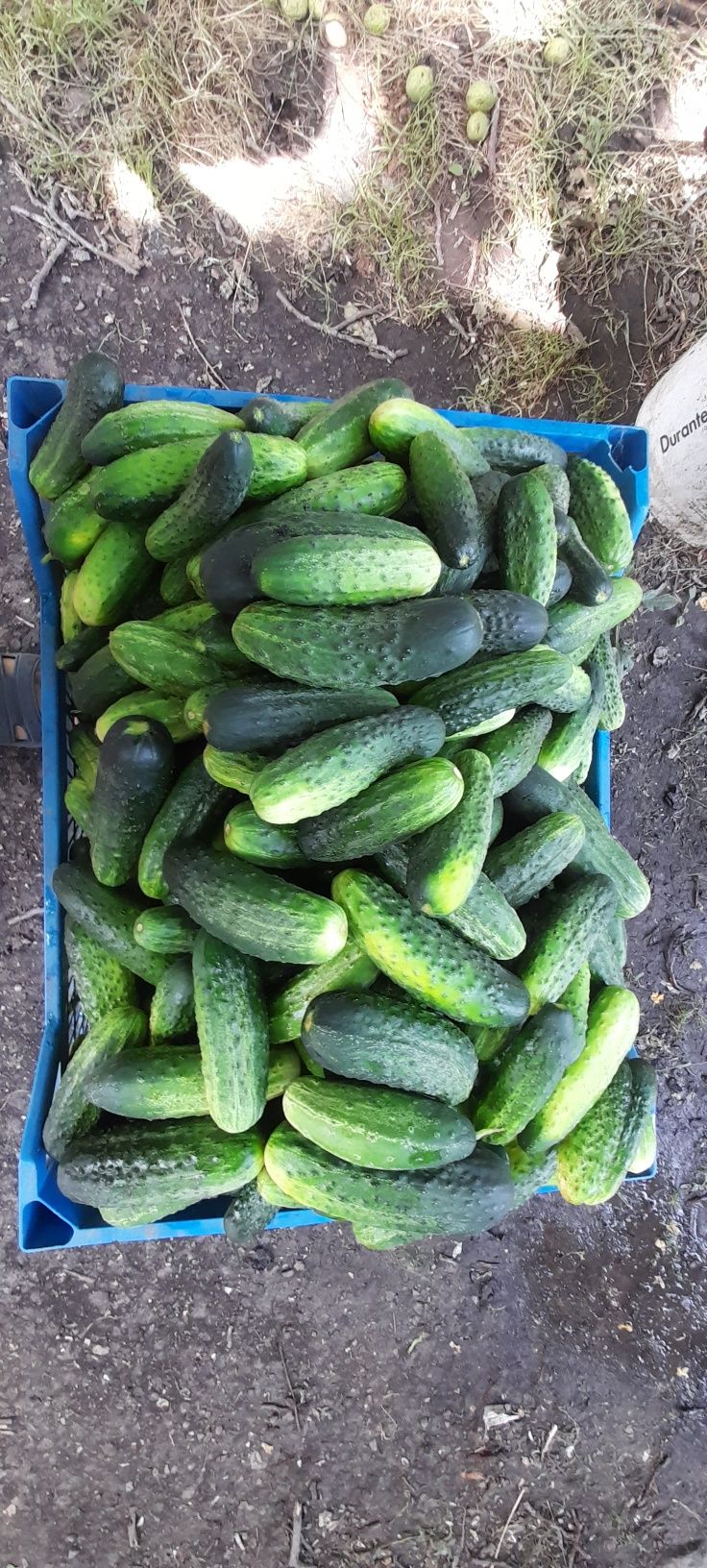 Продам Огірки домашні.
