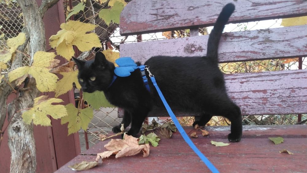 Ніжна стерилізована киця