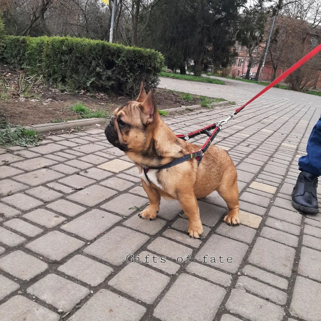 Дівчатка та хлопчики різних окрасів)