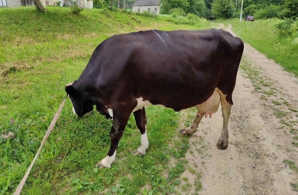 Продам корову молоду