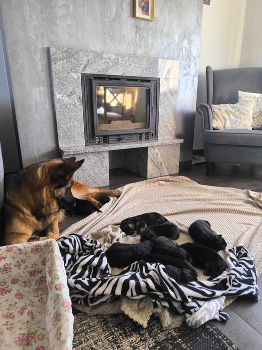 Szczeniaki owczarek niemiecki krótkowłosy