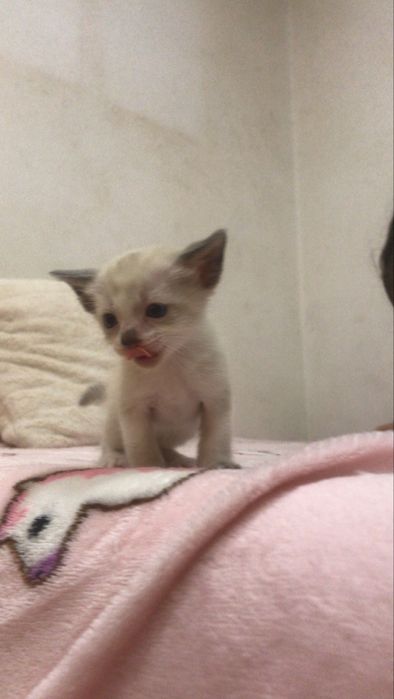 Gatinhos bebés para adoção