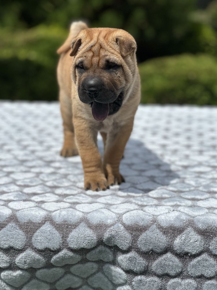 Shar Pei FCI wspaniale rokująca suczka
