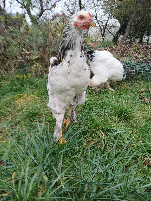 Koguty mix brahma i barnevelder